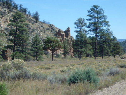 GDMBR: Cycling north on NF-28, La Jolla Canyon, Gila NF, NM.